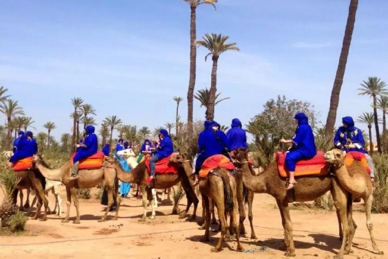 Camel ride in the Marrakech palm grove